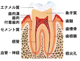 歯科口腔外科